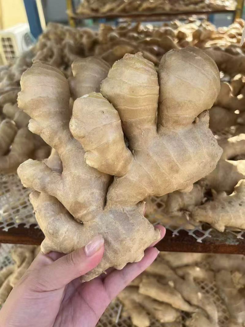 安丘工厂直供姜/生姜/黄姜/大黄姜/高端精品货对接超市