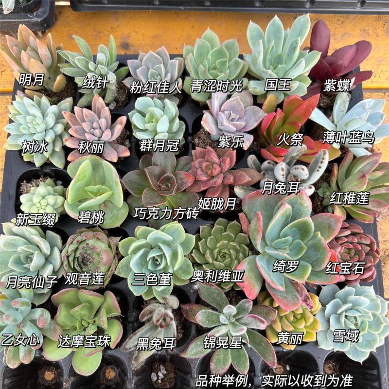 多肉多肉植物种苗批发.多肉组合花卉