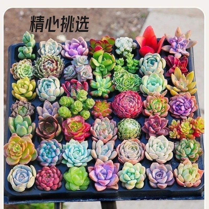 多肉多肉植物种苗批发.多肉组合花卉