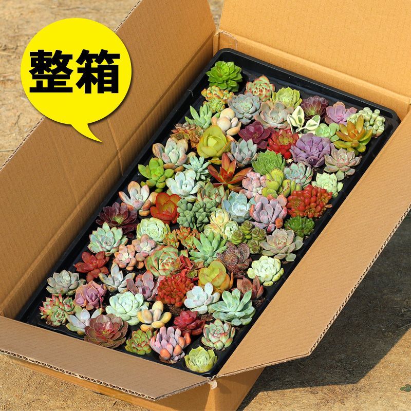 多肉多肉植物种苗批发.多肉组合花卉
