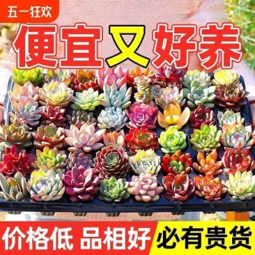 多肉多肉植物种苗批发.多肉组合花卉