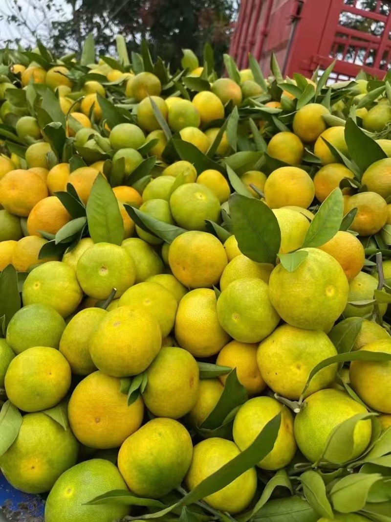 看！湖南蜜橘对接市场，洗果打蜡分级