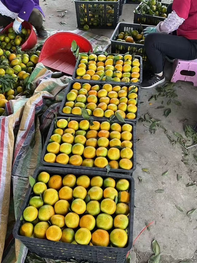 湖南国普早蜜橘大量现货供应保质保量代发全国