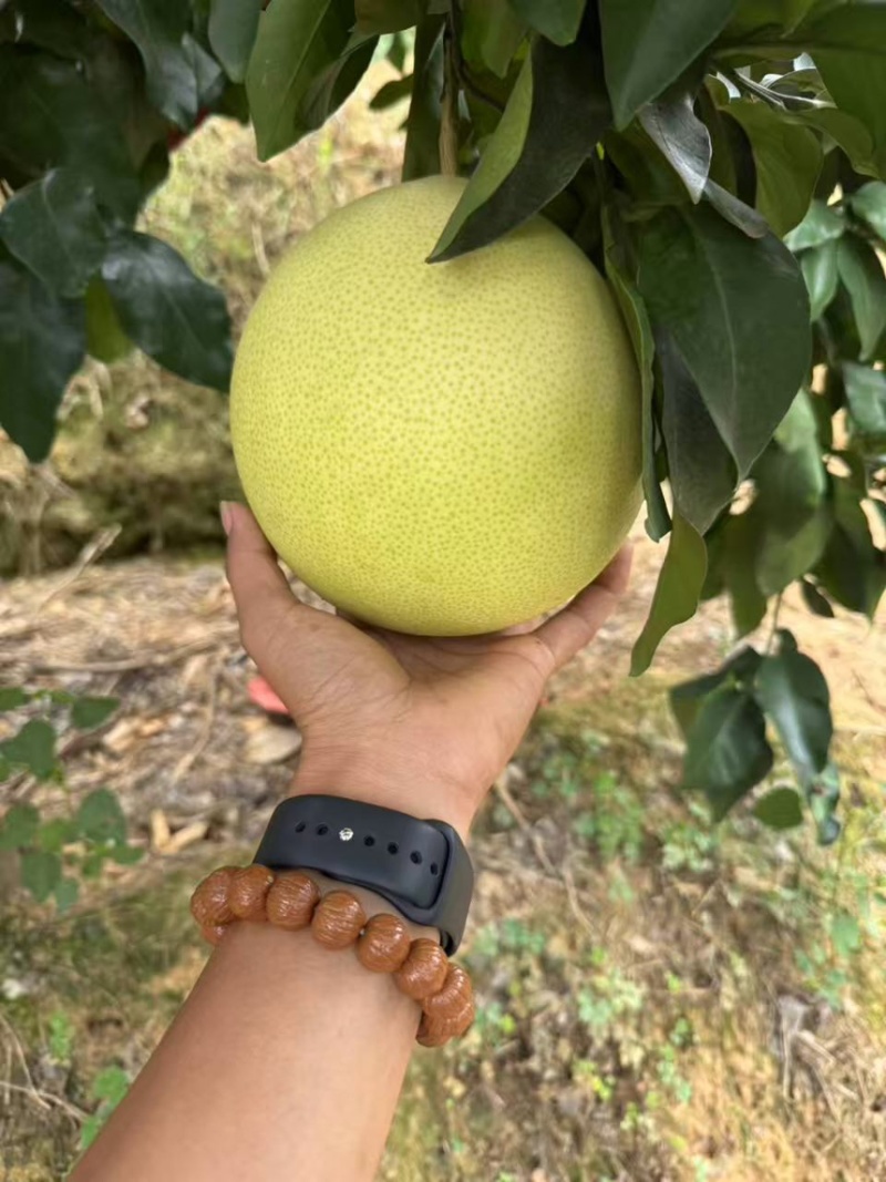 精品湖南套袋三红柚，量大从优产地直发质量保证