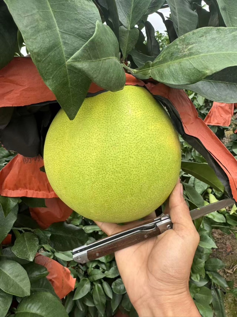精品湖南套袋三红柚，量大从优产地直发质量保证