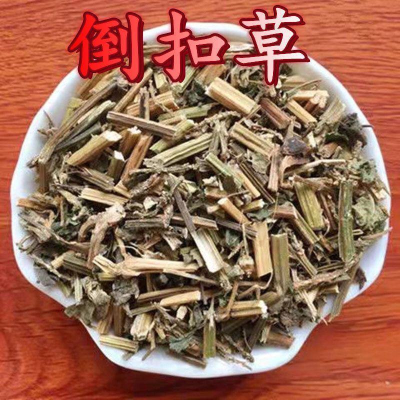 云南野生中药材倒扣草倒梗草倒钩草牛舌大黄土牛膝
