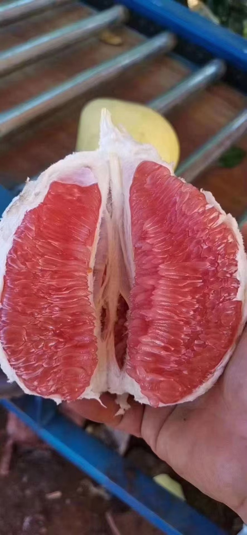 湖南精品套袋红心蜜柚大量现货供应产地一手货源欢迎咨询