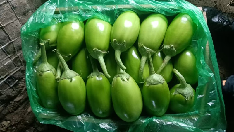 湖北随州青茄子大量接单产地直发量大从优欢迎来电