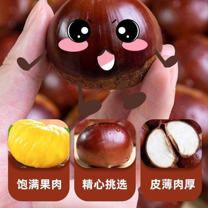 2025年精品新下树丹东大板栗，品质保证，软糯香甜。