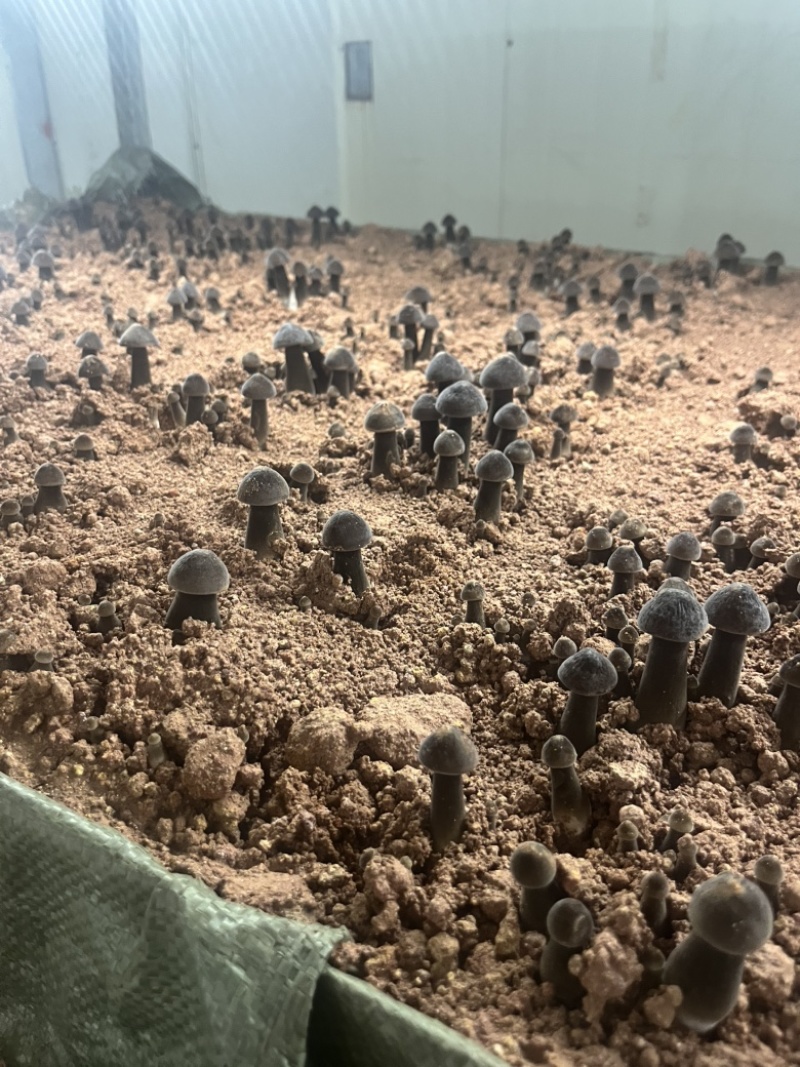 黑皮鸡枞（一二三级）欢迎询价