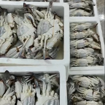 母梭子蟹200g左右