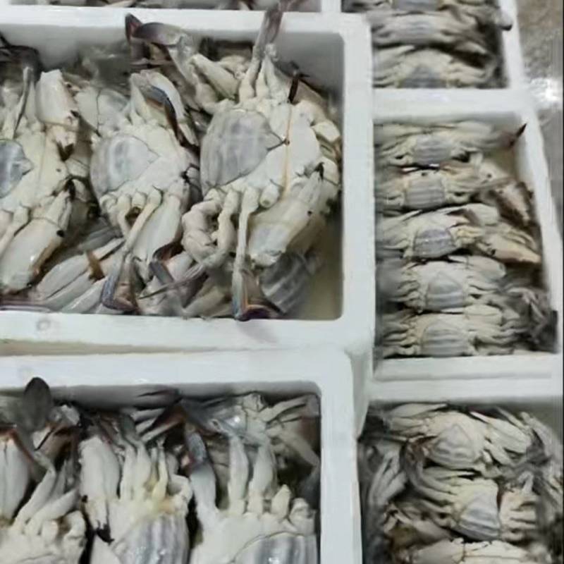 母梭子蟹200g左右