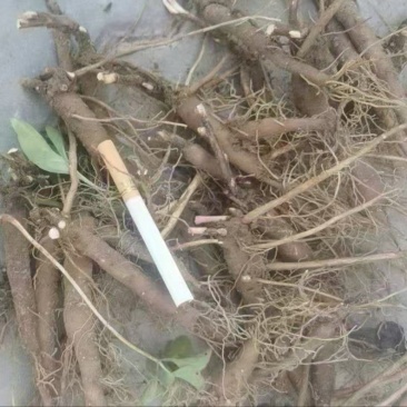 赤芍苗0.6标0.8标，1.0标1.2标1.5标