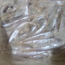 毛刀鱼
