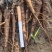 赤芍苗0.6标0.8标，1.0标1.2标1.5标