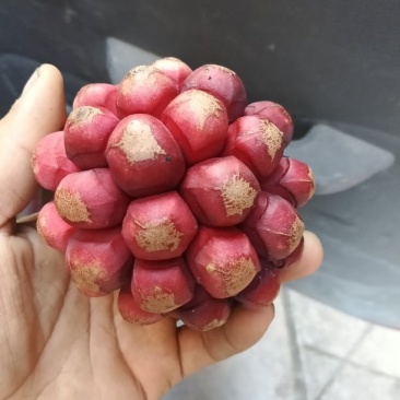 布福娜黑老虎便宜处理
