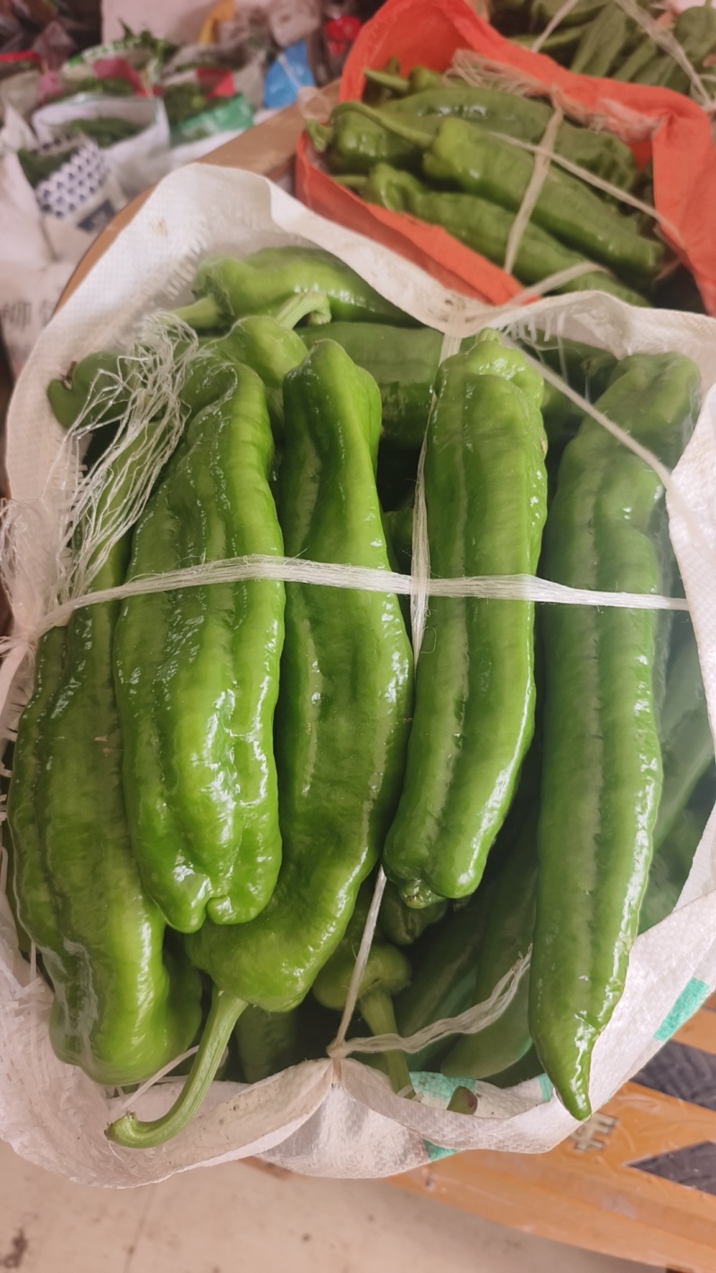 河南商丘夏邑产区301辣椒大量上市，欢迎大家前来采购！！