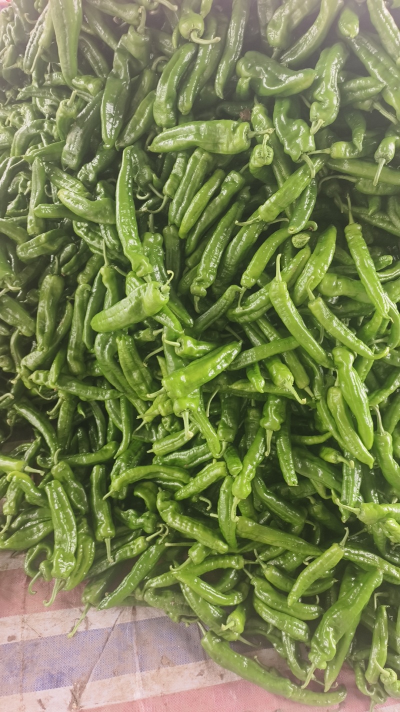 河南商丘夏邑产区301辣椒大量上市，欢迎大家前来采购！！