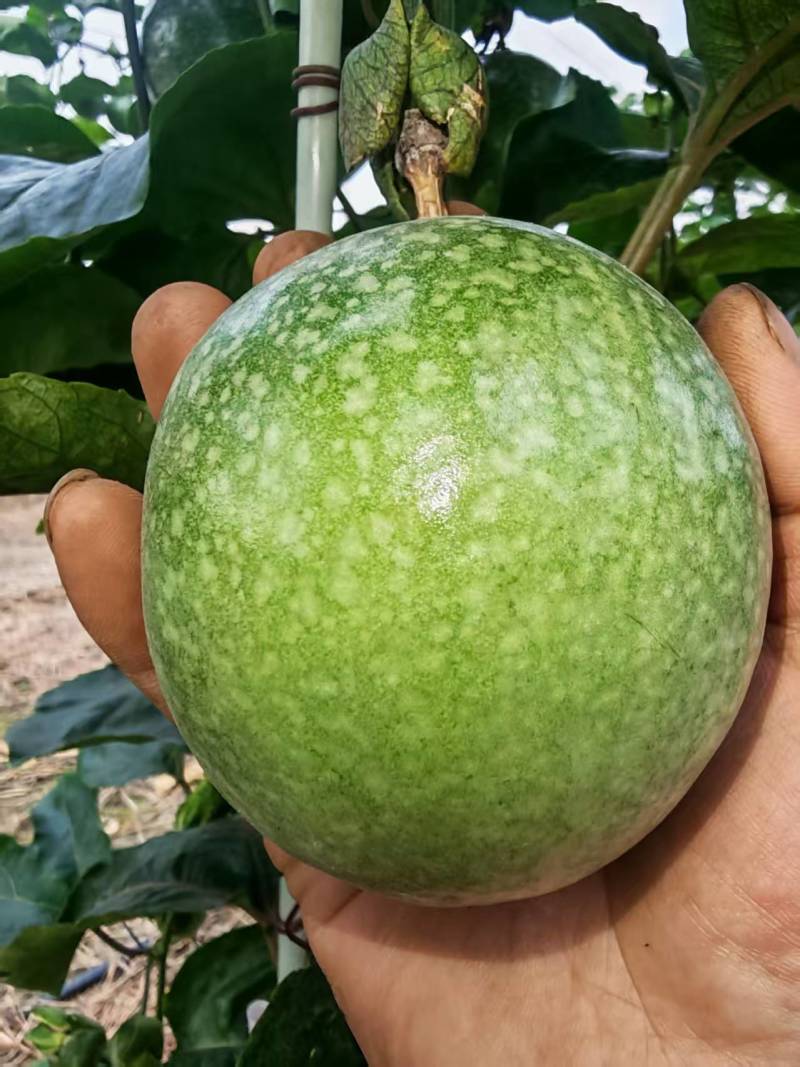 贵州黔西亲密9号百香果，产地直供大量有货质量保证童叟无欺
