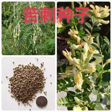苦刺种当年新采摘苦刺花种子狼牙刺种子铁马胡烧白刺花种林木