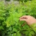 苦刺种当年新采摘苦刺花种子狼牙刺种子铁马胡烧白刺花种林木