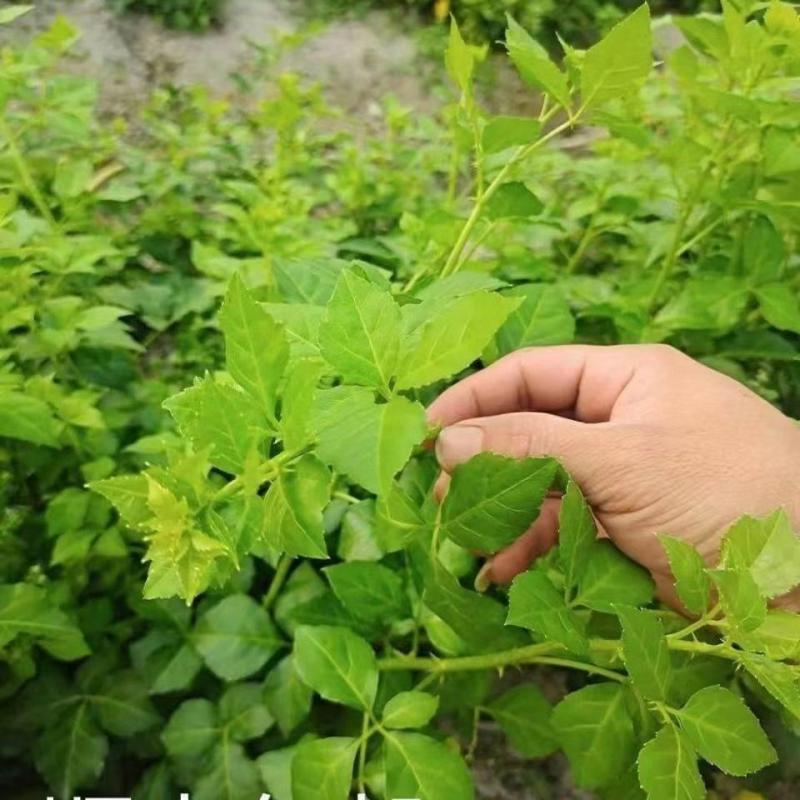 苦刺种当年新采摘苦刺花种子狼牙刺种子铁马胡烧白刺花种林木