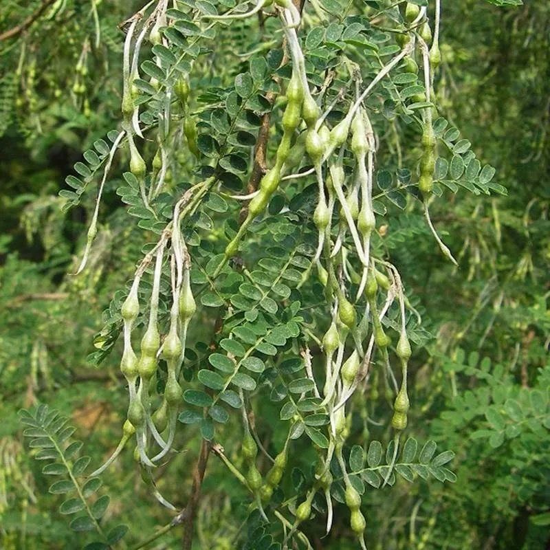 苦刺种当年新采摘苦刺花种子狼牙刺种子铁马胡烧白刺花种林木
