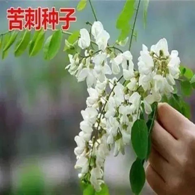 苦刺种当年新采摘苦刺花种子狼牙刺种子铁马胡烧白刺花种林木