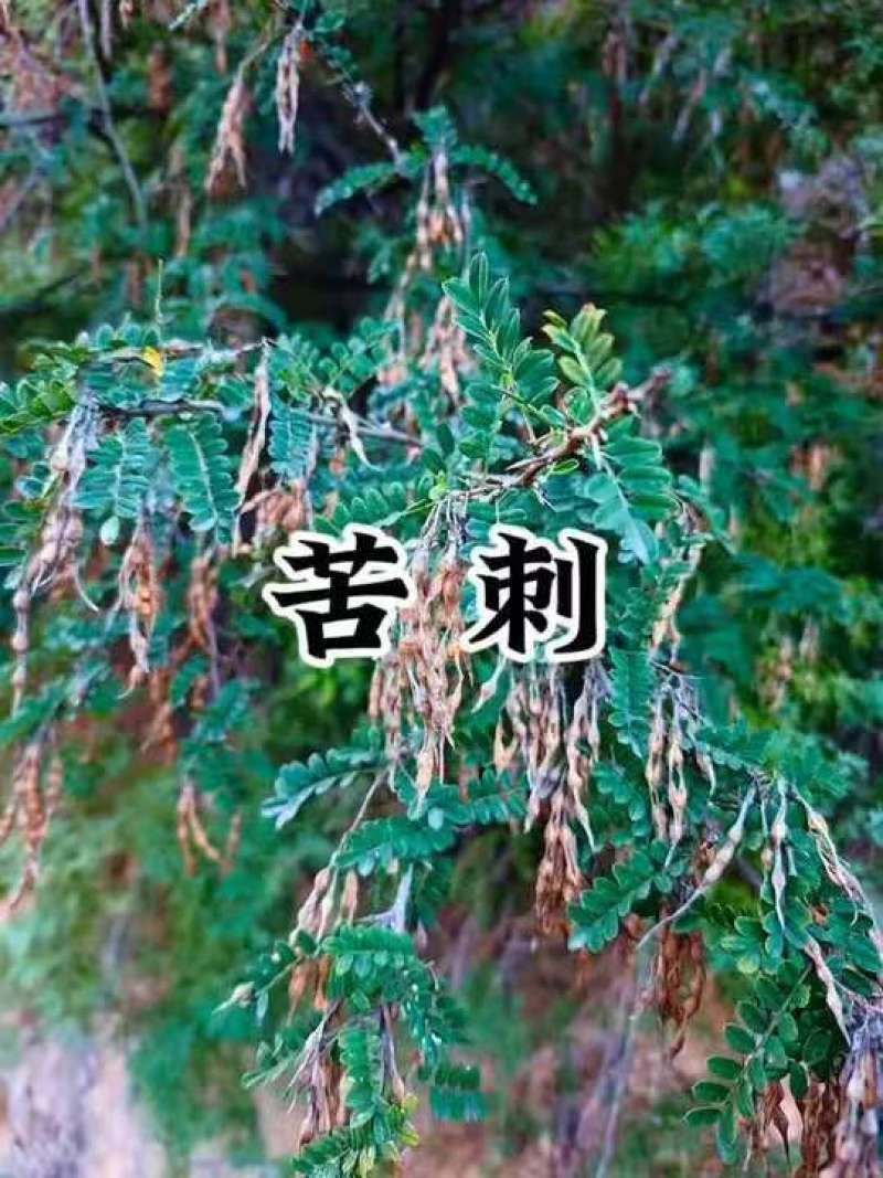 苦刺种当年新采摘苦刺花种子狼牙刺种子铁马胡烧白刺花种林木