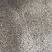 苦刺种当年新采摘苦刺花种子狼牙刺种子铁马胡烧白刺花种林木