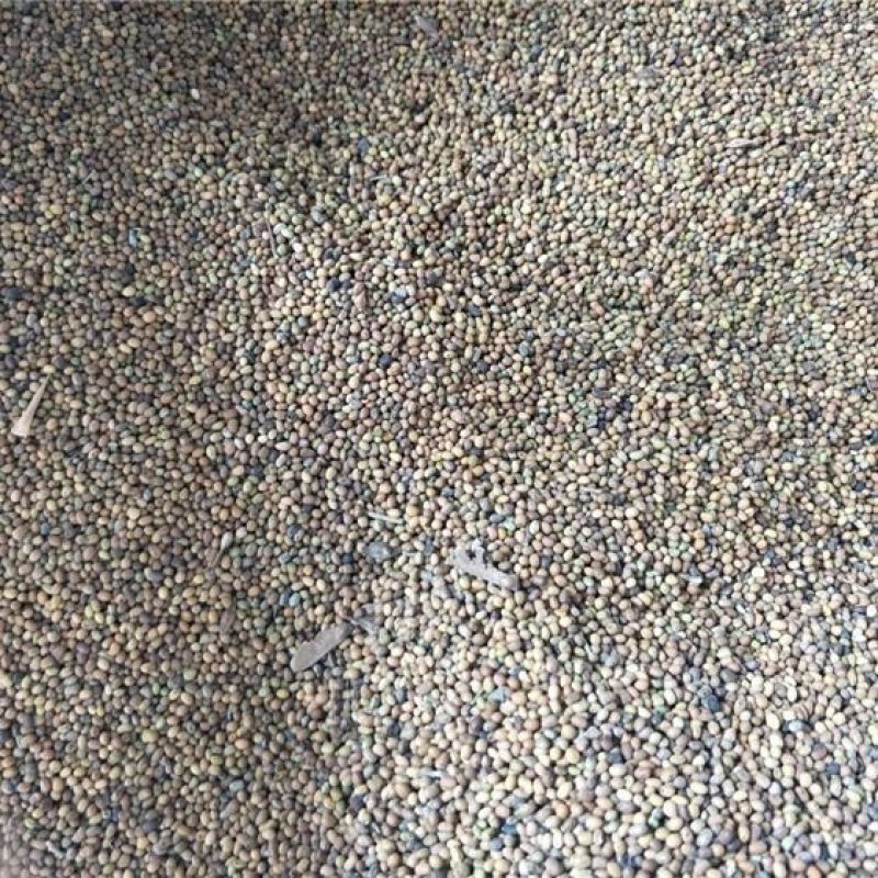 苦刺种当年新采摘苦刺花种子狼牙刺种子铁马胡烧白刺花种林木