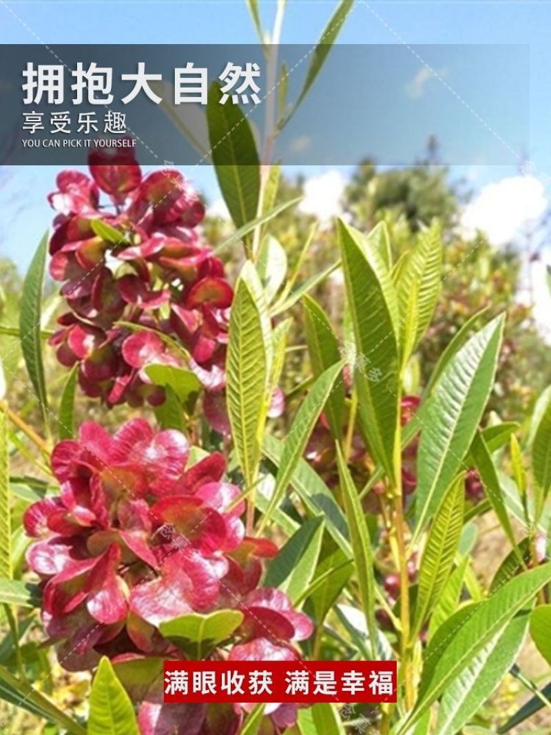 车桑子种子护坡园林绿化草籽高速公路边坡防护固沙护坡灌木草