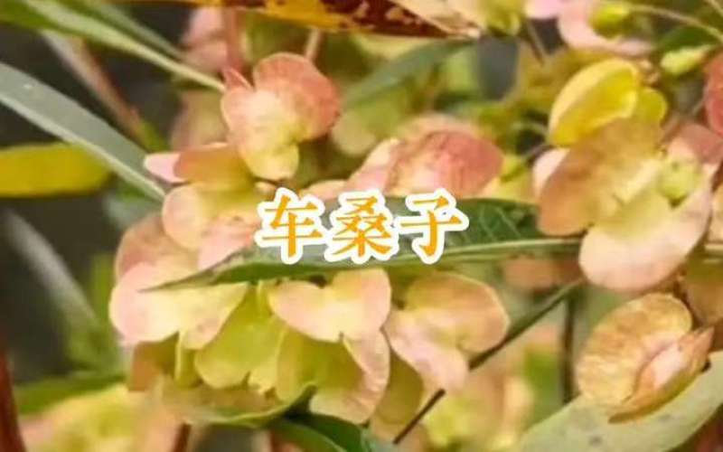 车桑子种子护坡园林绿化草籽高速公路边坡防护固沙护坡灌木草