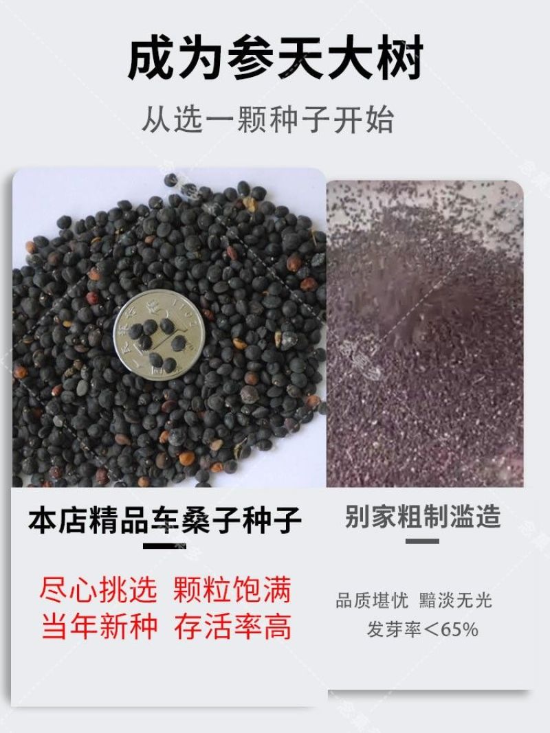 车桑子种子护坡园林绿化草籽高速公路边坡防护固沙护坡灌木草