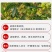 车桑子种子护坡园林绿化草籽高速公路边坡防护固沙护坡灌木草