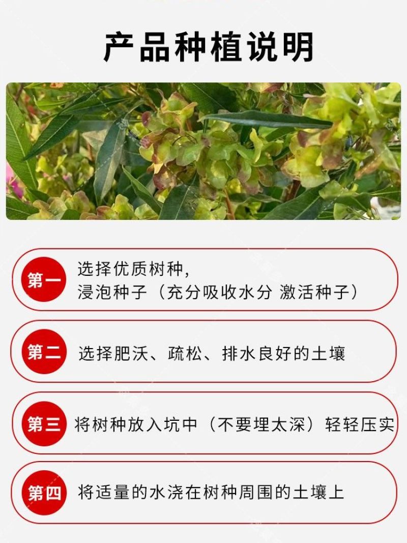 车桑子种子护坡园林绿化草籽高速公路边坡防护固沙护坡灌木草