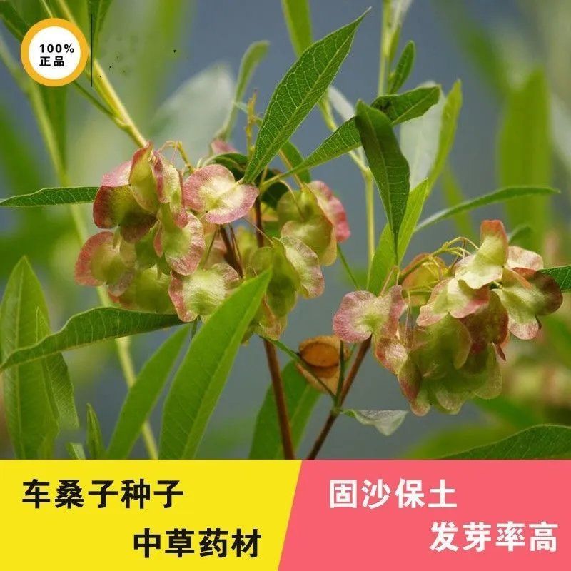 车桑子种子护坡园林绿化草籽高速公路边坡防护固沙护坡灌木草