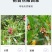 车桑子种子护坡园林绿化草籽高速公路边坡防护固沙护坡灌木草