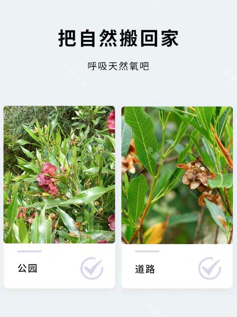 车桑子种子护坡园林绿化草籽高速公路边坡防护固沙护坡灌木草