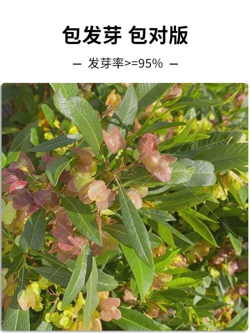 车桑子种子护坡园林绿化草籽高速公路边坡防护固沙护坡灌木草