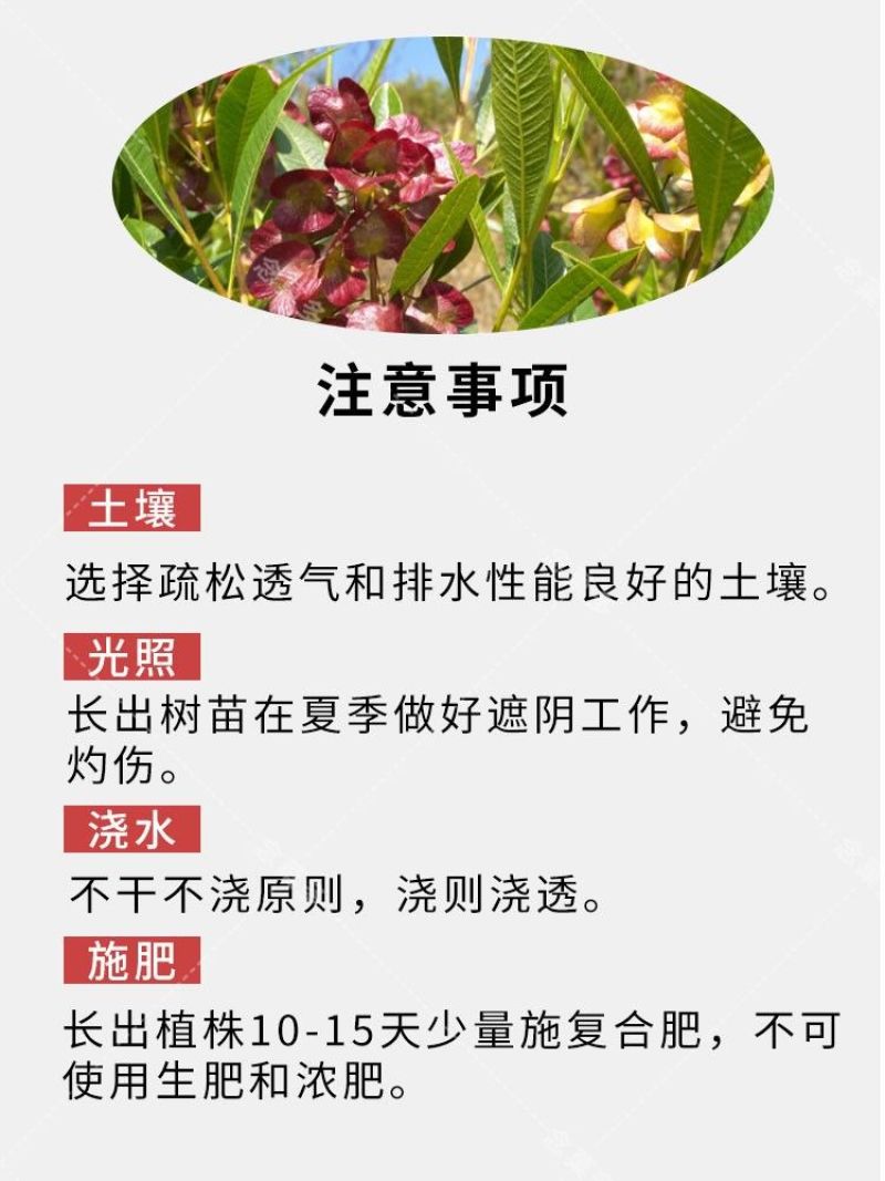车桑子种子护坡园林绿化草籽高速公路边坡防护固沙护坡灌木草