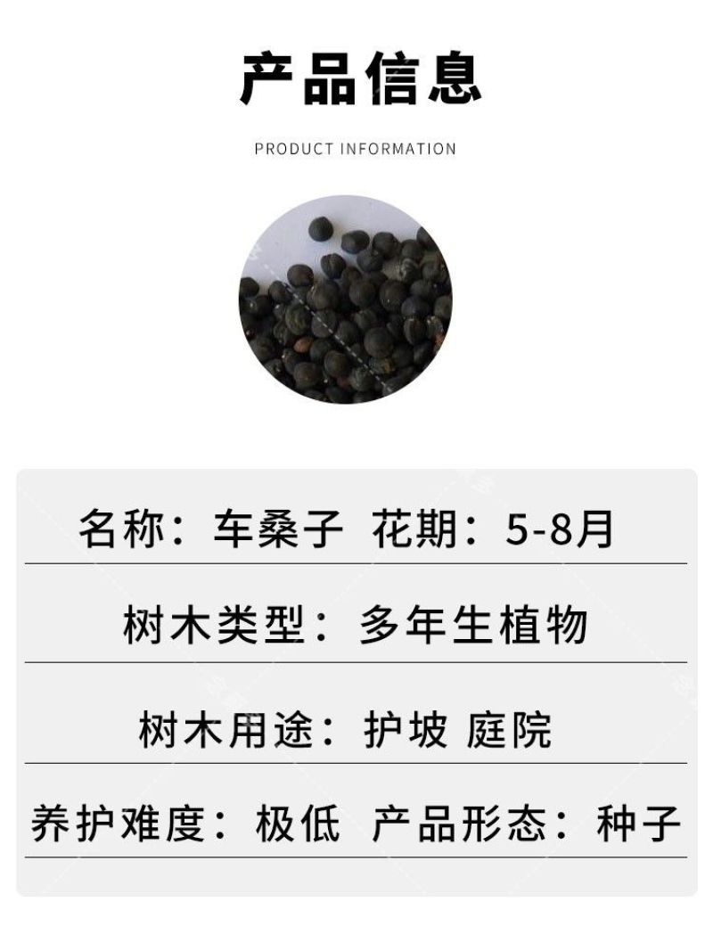 车桑子种子护坡园林绿化草籽高速公路边坡防护固沙护坡灌木草