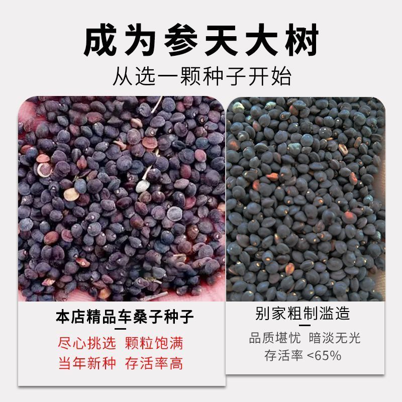 车桑子种子护坡园林绿化草籽高速公路边坡防护固沙护坡灌木草
