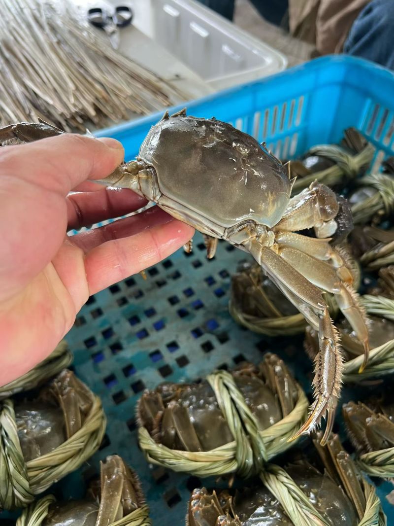 兴化红膏九指残蟹
