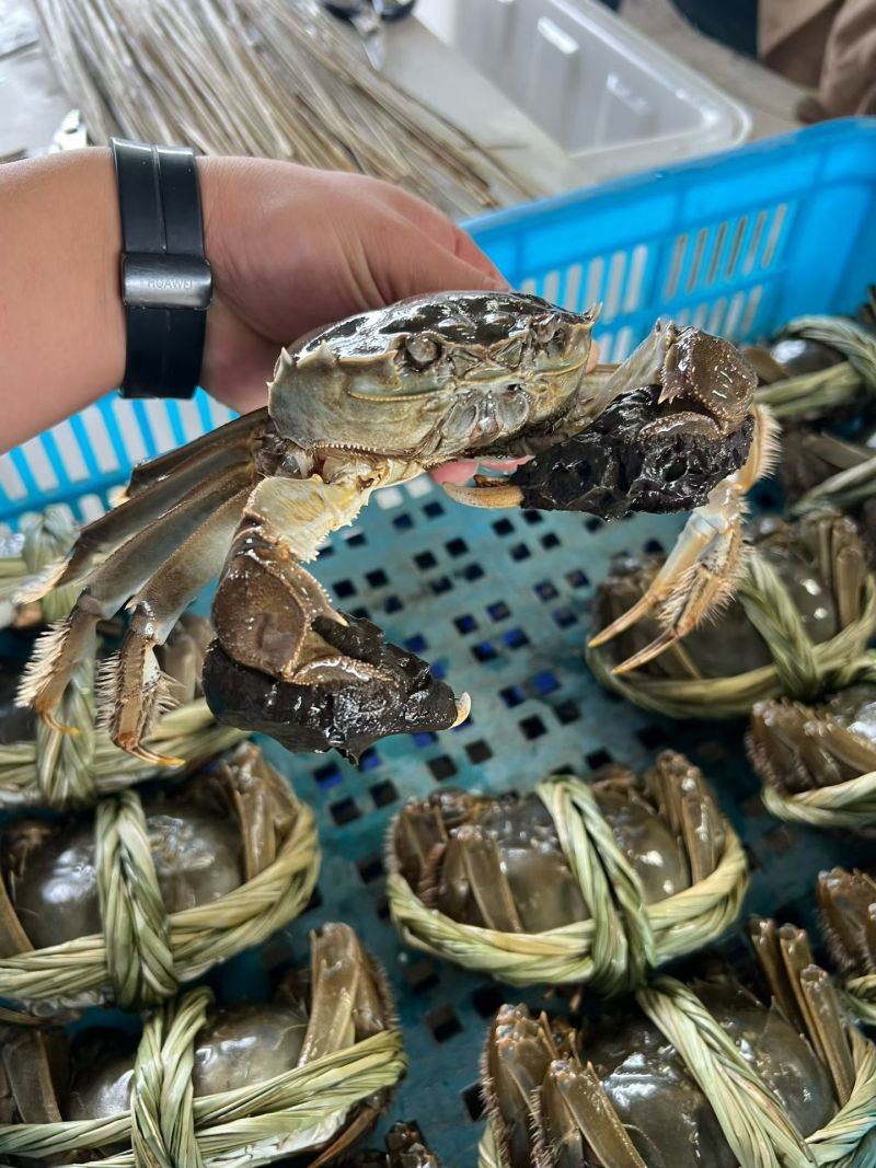兴化红膏九指残蟹