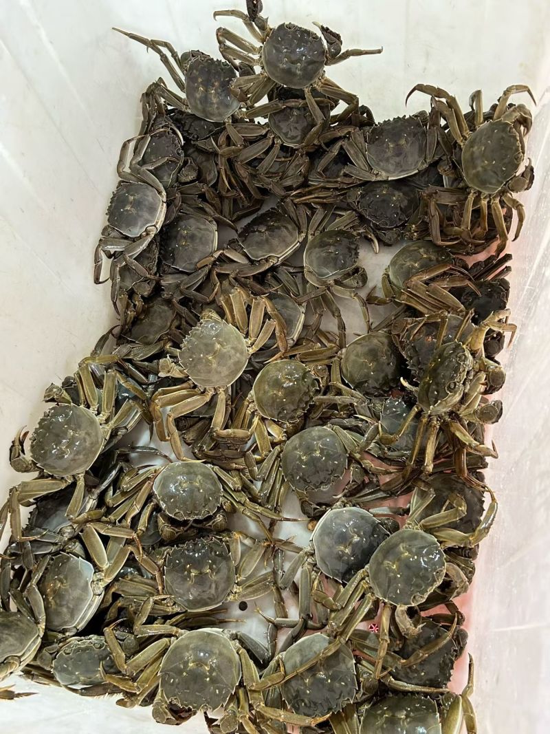 兴化红膏九指残蟹
