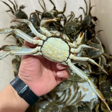 兴化红膏九指残蟹
