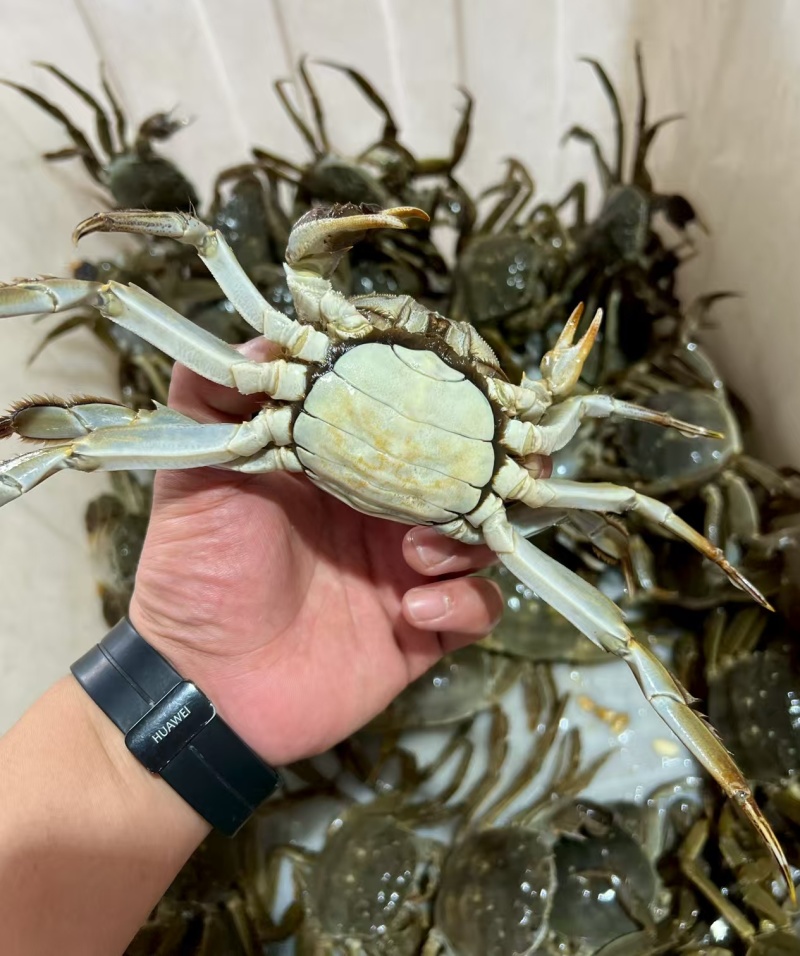 兴化红膏九指残蟹