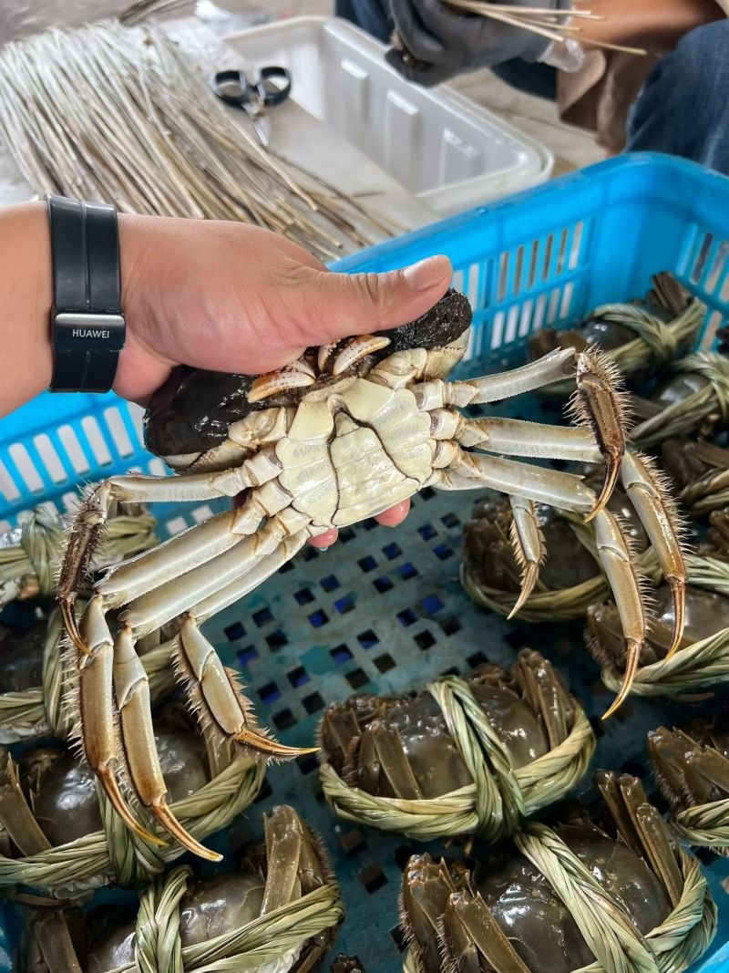 兴化红膏九指残蟹