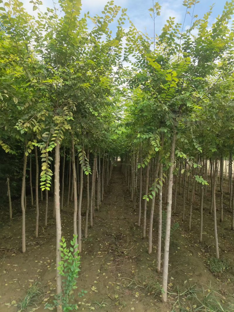 大量供应金叶榆色块绿篱，金叶榆树，金叶榆球